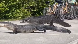 Buaya vs Aligator Gelut, Siapa yang Menang?