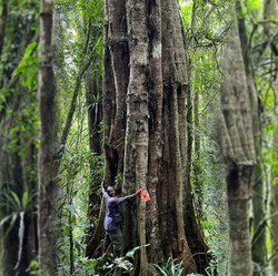 Peneliti Heran Pohon Raksasa 3.000 Tahun Tapi Belum Ada yang Tahu
