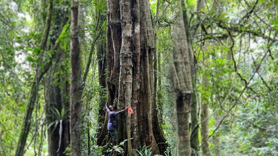 (Bianchi et al., Phytotaxa 2025 (CC BY-NC 4.0); dimodifikasi oleh IFLScience)