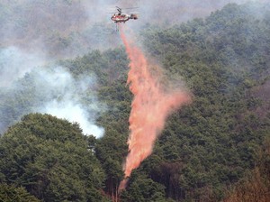 Terus Bertambah, Korban Jiwa Kebakaran Hutan di Korsel Jadi 19 Orang
