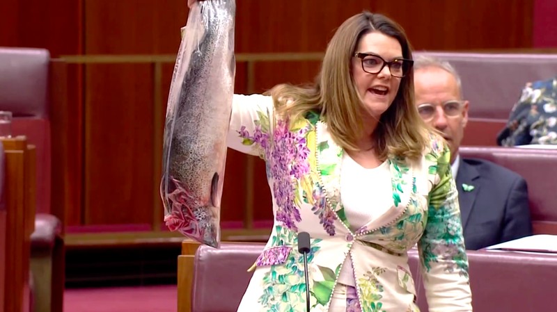 Seorang senator Australia membawa seekor ikan mati ke Parlemen pada Rabu (26/3/2025) sebagai bentuk protes terhadap rancangan undang-undang yang diusulkan pemerintah. (Tangkapan Layar Video Reuters/Australian Parliament Broadcasting)