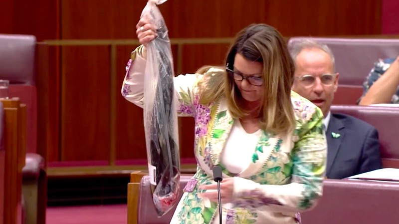 Seorang senator Australia membawa seekor ikan mati ke Parlemen pada Rabu (26/3/2025) sebagai bentuk protes terhadap rancangan undang-undang yang diusulkan pemerintah. (Tangkapan Layar Video Reuters/Australian Parliament Broadcasting)