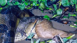 Spesies Baru Anaconda Raksasa Ditemukan
