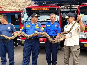 Mak Jegagik! Ular Piton Jumbo 3 Meter Nongkrong di Teras Warga Pati