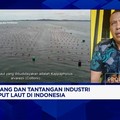 Video: Produksi Rumput Laut RI Melimpah Tapi Pasarnya Kurang