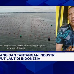 Video: Produksi Rumput Laut RI Melimpah Tapi Pasarnya Kurang