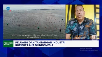 Video: Produksi Rumput Laut RI Melimpah Tapi Pasarnya Kurang