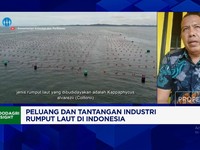 Video: Produksi Rumput Laut RI Melimpah Tapi Pasarnya Kurang