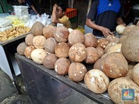 Harga Kelapa Hari ini Rp18.000/ Kg, Benaran Makin Langka?