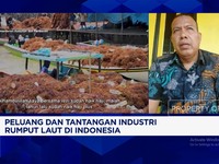 Video: Pembeli Lokal Terbatas, Petani Rumput Laut Harus Cari Pasar LN