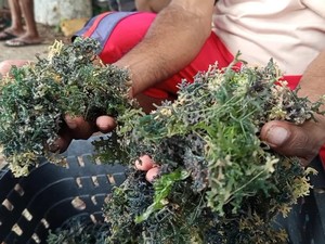 Hasil Panen Rumput Laut Anjlok gegara Bangkai Kapal di Teluk Kupang
