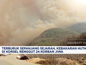 Video: Terburuk! Kebakaran Hutan di Korsel Renggut 24 Korban Jiwa
