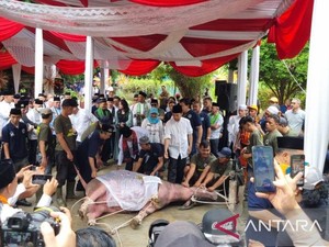 Ada Tradisi Betawi Andilan Potong Kebo Jelang Lebaran di Jakarta