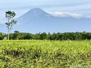 Gunung Semeru Erupsi Pagi Ini, Luncurkan Abu Vulkanik Setinggi 600 Meter