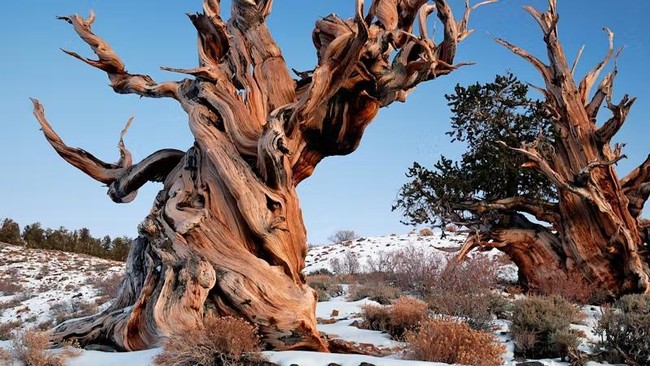 Deretan Pohon Tertua dan Sakral di Dunia, Ada yang Berusia 1 Juta Tahun