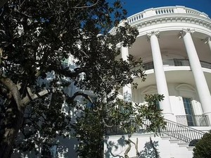 Pohon Bersejarah Ratusan Tahun di Gedung Putih Ditebang, Trump Ungkap Alasannya