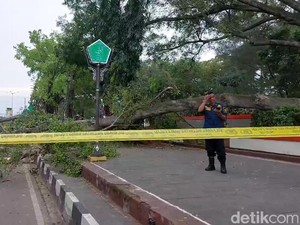 Tragedi Beringin Tumbang Timpa Jemaah Salat Id-Tewaskan 3 Orang di Pemalang