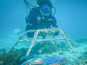 BRI Menanam Grow & Green Bantu Jaga Ekosistem Laut di NTB