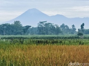 Gunung Semeru Erupsi, Tinggi Kolom Abu Capai 800 Meter