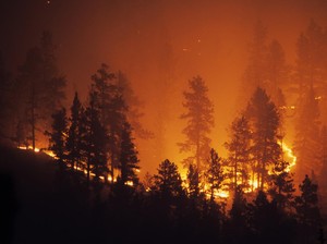 Suhu Bumi Pernah Membara Hanguskan Hutan pada 56 Juta Tahun Lalu, Apa Sebabnya?