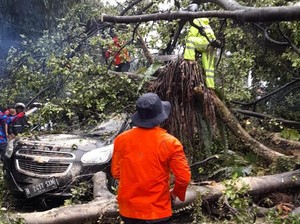 Video: Pohon Tumbang Timpa Mobil-Motor di Jalan Juanda Bogor