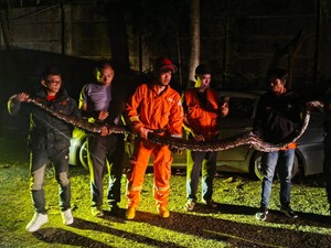 Ngeri! Ada Piton 4 Meter di Kampus Tangsel, Damkar Evakuasi