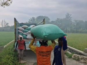 Bulog Mojokerto Gaspol Serap Gabah Petani Demi Jaga Harga Gabah Kering Panen