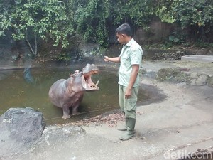 Viral Pengunjung Turun di Are Kuda Nil Safari Prigen, Pengelola Telusuri