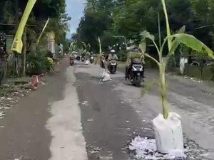 Jalan Rusak di Blitar Ditanami Pohon Pisang Jadi Tontonan Pemudik