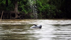 Pesut Mahakam, Satwa Gemoy yang Terancam Hutan Gundul dan Sungai Tercemar