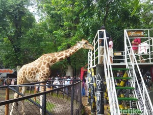 Agus Bisa Masuk KBS Gratis Saat Momen HUT ke-80 RI, Serbu!