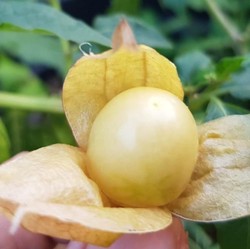 Jadi Obat Kanker: Buah Ini Dibuang-buang di RI, Laku Keras di AS-China