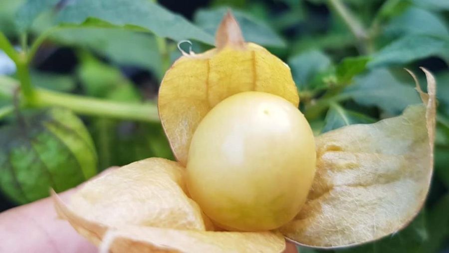 Buah ciplukan. Buah ciplukan. (Dok. Kementerian Pertanian)