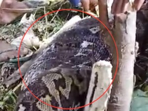 Video: Tragis Nenek di Sidrap Hilang di Kebun Ternyata Dimangsa Ular Piton