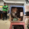 Kirim Hewan Peliharaan Lewat Kereta Ternyata Bisa, Segini Tarifnya