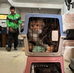 Kirim Hewan Peliharaan Lewat Kereta Ternyata Bisa, Segini Tarifnya
