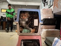 Kirim Hewan Peliharaan Lewat Kereta Ternyata Bisa, Segini Tarifnya