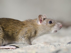 Kenapa Tikus Sering Ada di Plafon Rumah? Ini 4 Penyebabnya