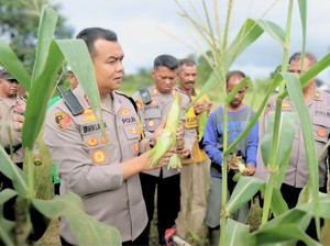 Panen Jagung 2,6 Hektare di Tarakan yang Gelorakan Asta Cita