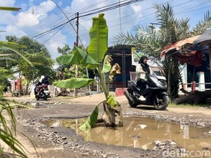 Pohon Pisang yang Tumbuh Subur di Jalan Rusak Indramayu