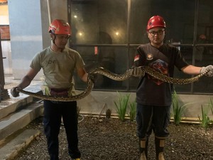 Ular Sanca 2 Meter Berkeliaran di Resto Mlati Sleman, Damkar Evakuasi