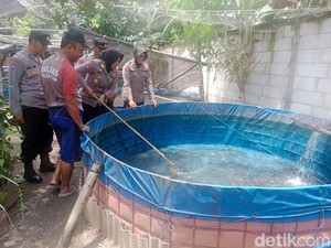 Polisi Sidoarjo Budi Daya Lele dan Kelinci untuk Ketahanan Pangan