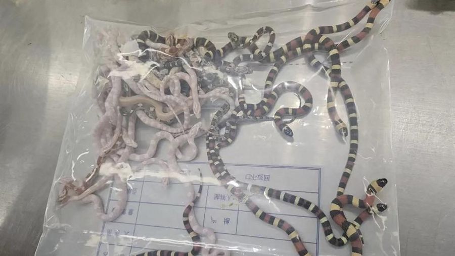 Ular. (Handout / Shenzhen Customs Release / AFP)