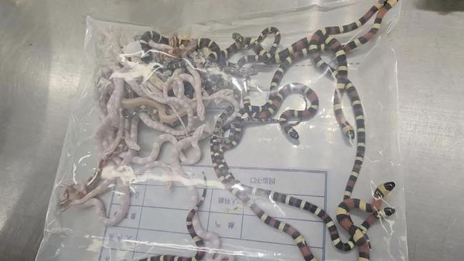 India Heboh, 16 Ular Hidup Masuk ke Pesawat Terbang