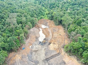 Miris! Pohon Endemik Kaltim Ikut Dibabat Penambang Ilegal di Hutan Unmul