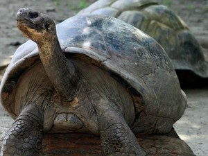 Bertelur di Usia Seabad, Kura-kura Bisa Hidup Sampai Usia Berapa?