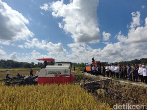 Petani Kulon Progo Semringah Bulog Akhirnya Beli Gabah Rp 6.500/Kg