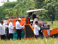 Pergantian Direksi Bulog Bikin Serapan Beras Naik 2000%