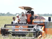 Prabowo Saksikan Panen Raya Serentak, Ini Data Terbaru Harga Pangan RI