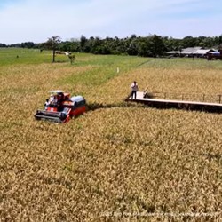 Stok Beras RI Tembus 3 Juta Ton, Tertinggi dalam 20 Tahun
